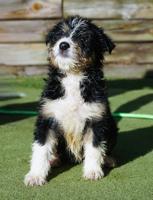 Sheltie/Portie