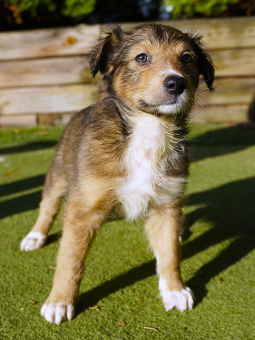 Sheltie/Portie