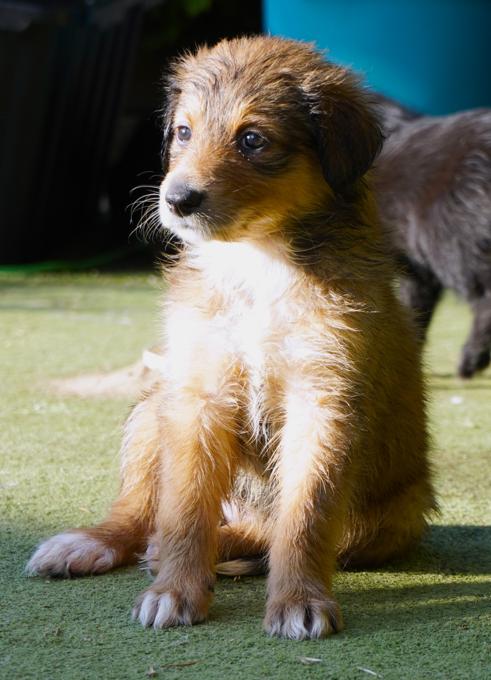 Sheltie/Portie