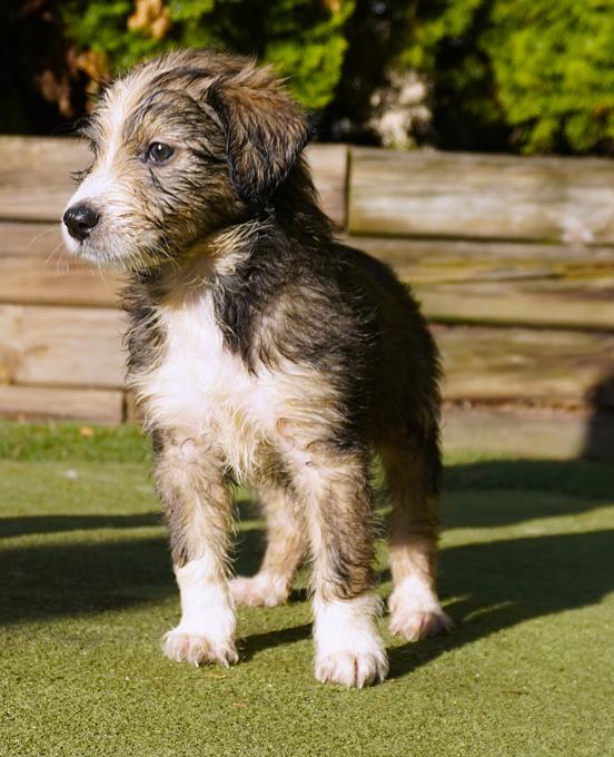 Sheltie/Portie