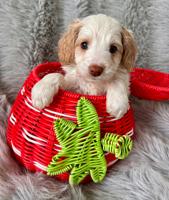 Aussiedoodle Schnoodle