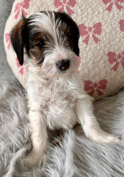 Aussiedoodle Schnoodle