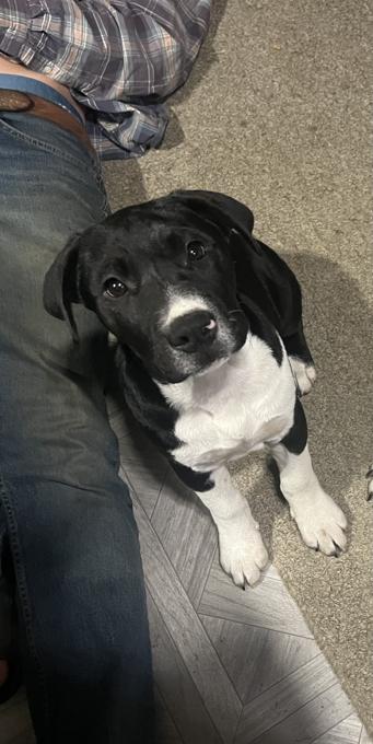 Pitbull mix