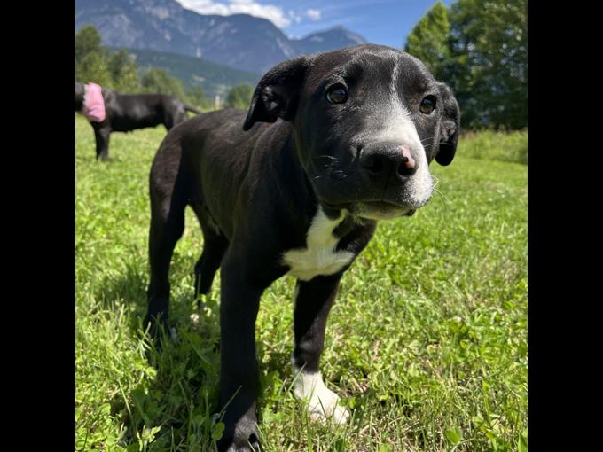 Pitbull mix