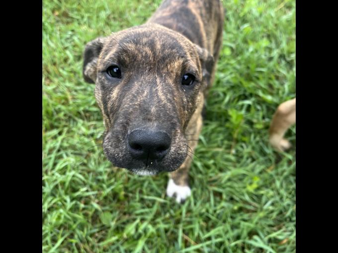 Pitbull mix