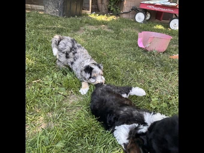aussie/poodle