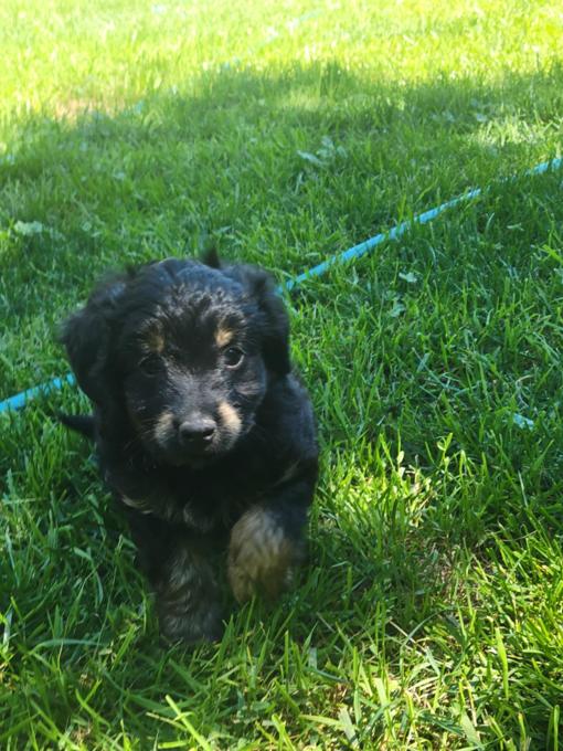 aussie/poodle