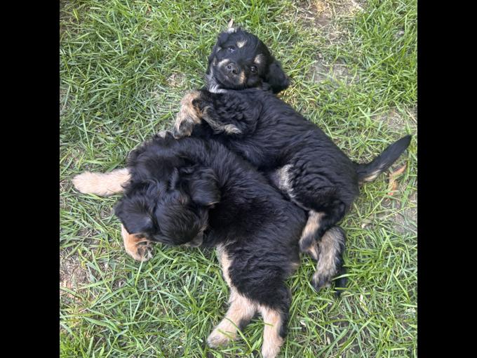 aussie/poodle