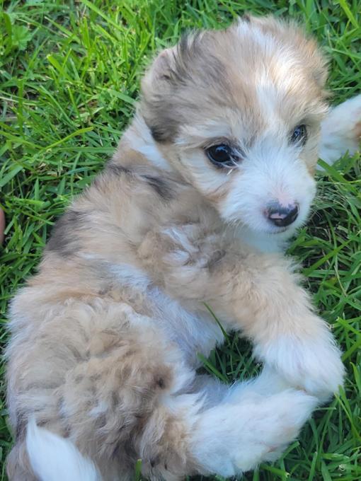 aussie/poodle
