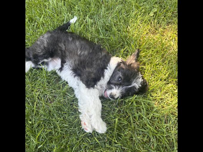 aussie/poodle
