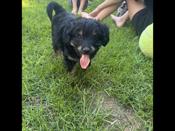 aussie/poodle