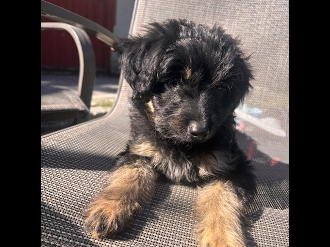 aussie/poodle