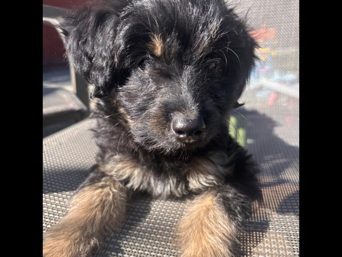 aussie/poodle