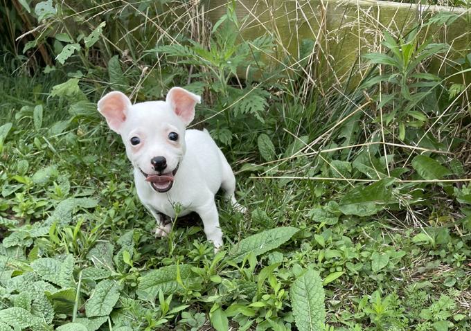 Chihuahua