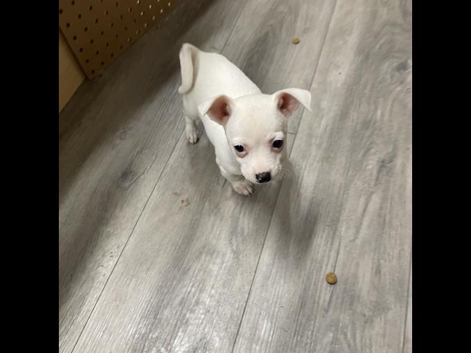 Chihuahua