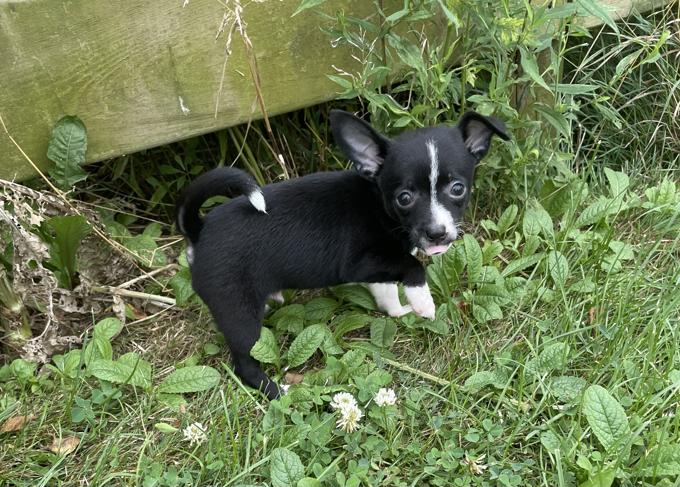 Chihuahua