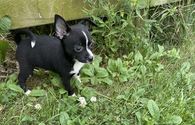 Chihuahua