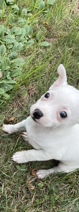 Chihuahua
