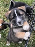 Border Collie/Australian Shepherd mix with Husky/Bernese/Great Pyrenees