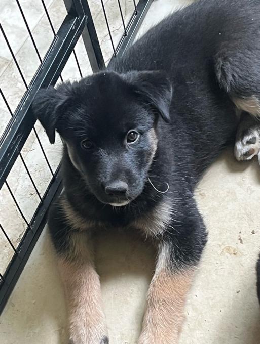 Border Collie/Australian Shepherd mix with Husky/Bernese/Great Pyrenees