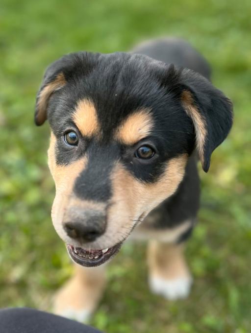 Border Collie/Australian Shepherd mix with Husky/Bernese/Great Pyrenees
