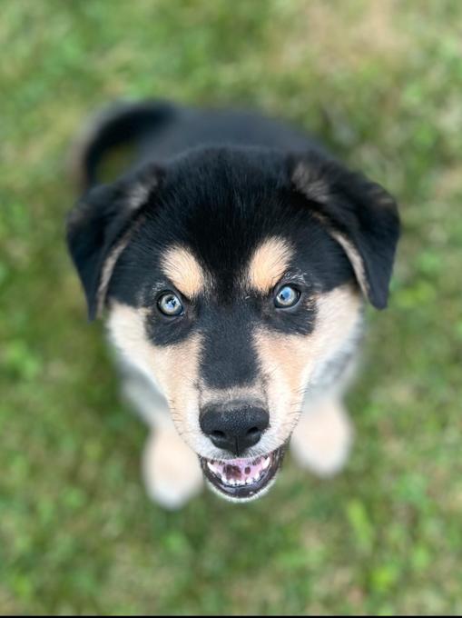 Border Collie/Australian Shepherd mix with Husky/Bernese/Great Pyrenees