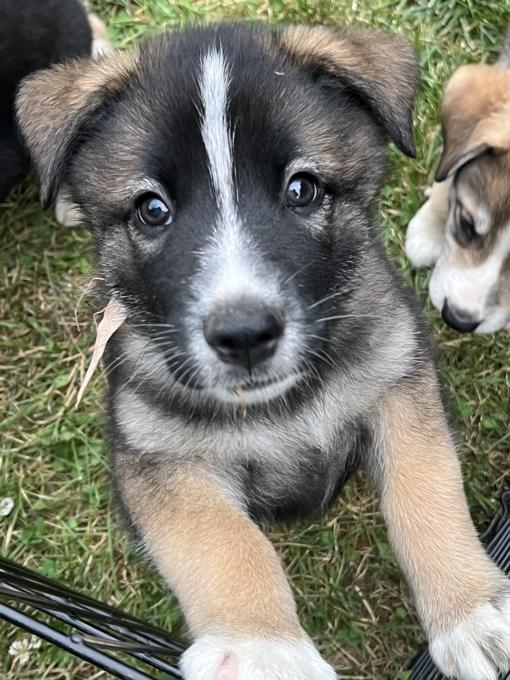 Border Collie/Australian Shepherd mix with Husky/Bernese/Great Pyrenees