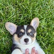 Pembrooke welsh corgi
