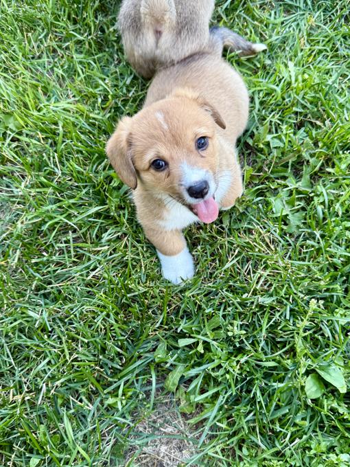 Pembrooke welsh corgi