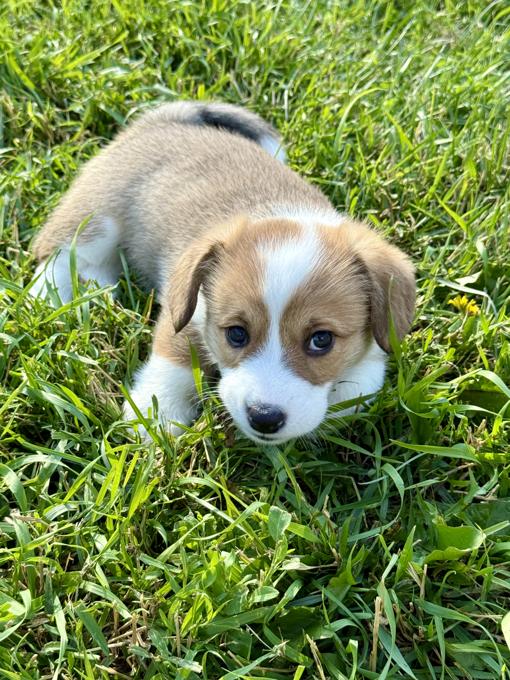 Pembrooke welsh corgi