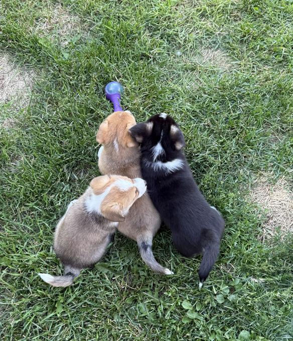 Pembrooke welsh corgi