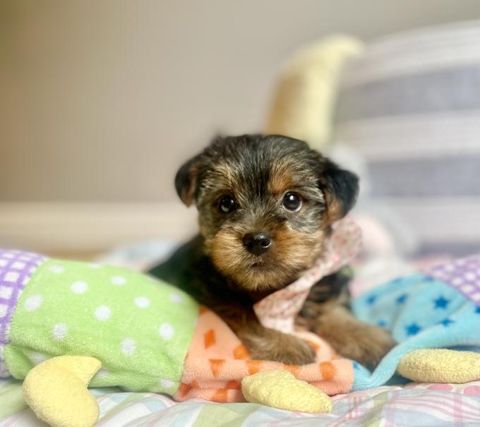 Morkie (Maltese & Yorkie)