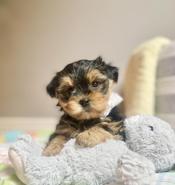 Morkie (Maltese & Yorkie)
