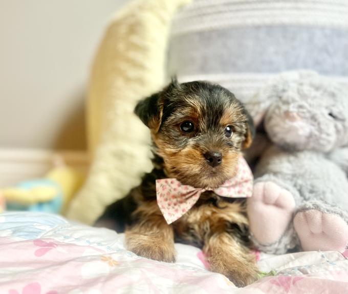 Morkie (Maltese & Yorkie)