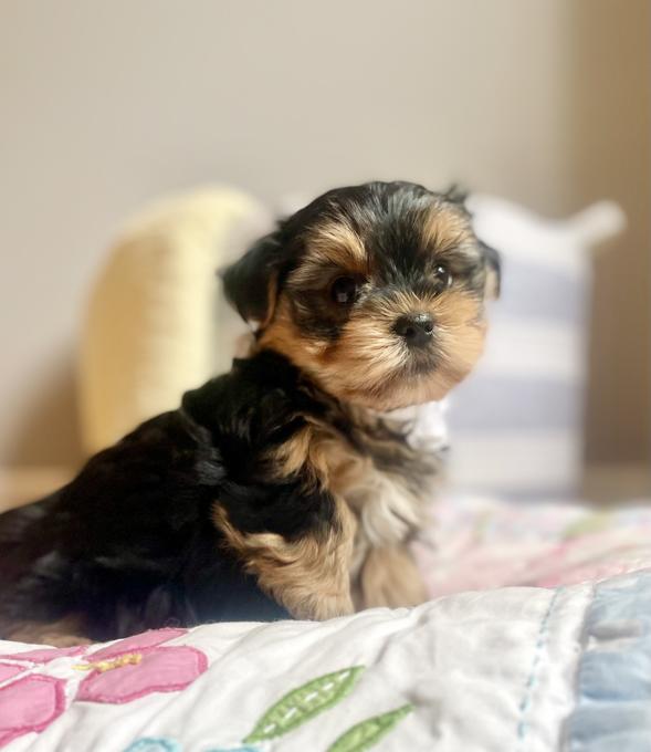 Morkie (Maltese & Yorkie)