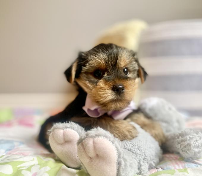 Morkie (Maltese & Yorkie)