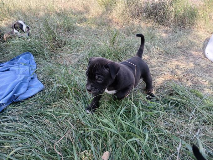 American bully