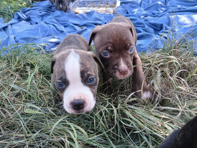 American bully