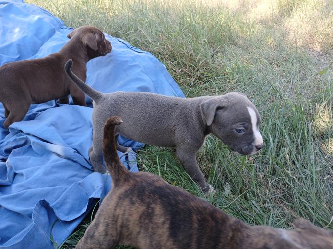 American bully