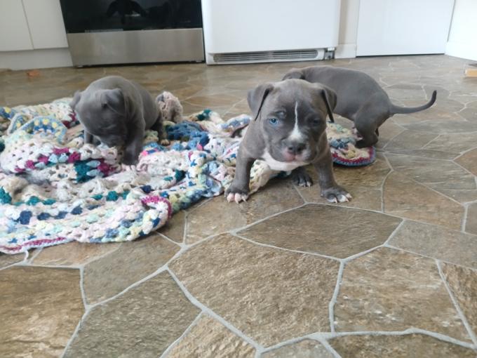 American bully