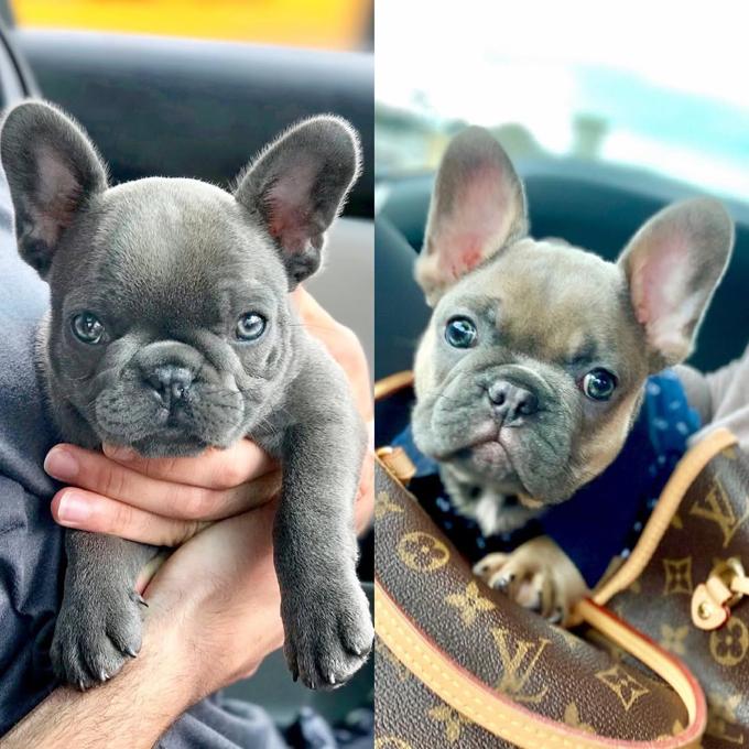 French Bulldog