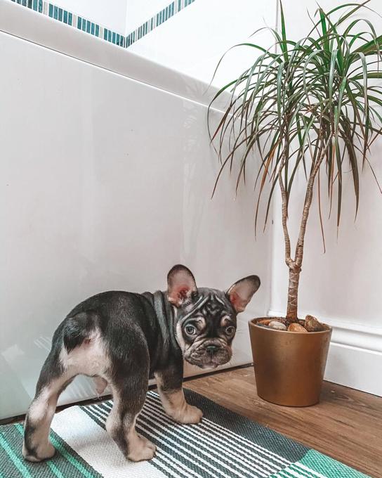 French Bulldog