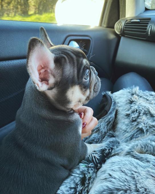 French Bulldog