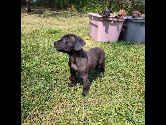 American bully