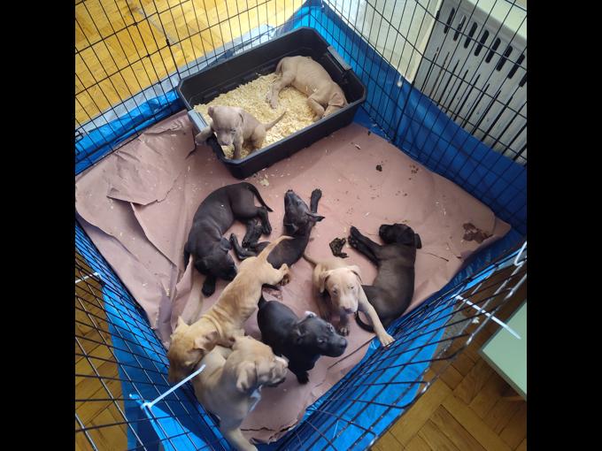 American bully
