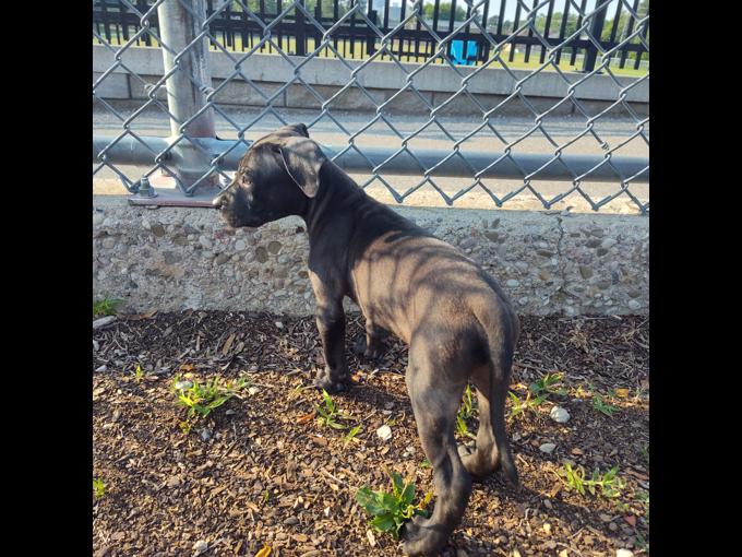 American bully