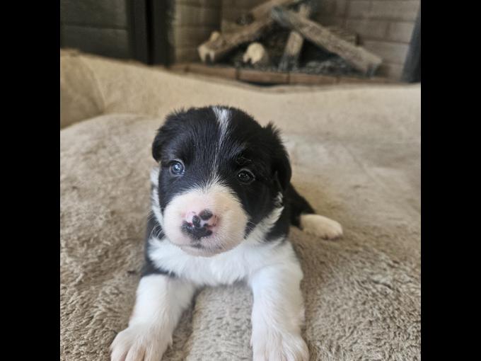 Border Collie