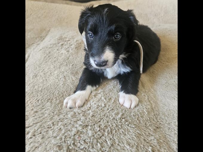 Border Collie