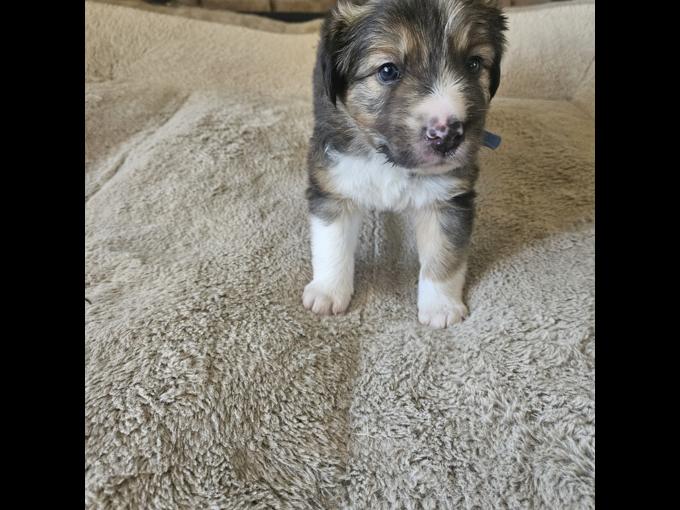 Border Collie