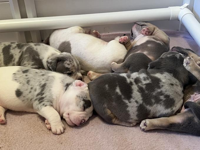 American Bully